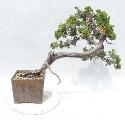 Outdoor bonsai - Juniperus sabina - Juniper - 2