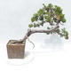 Outdoor bonsai - Juniperus sabina - Juniper - 2/5
