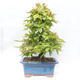 Outdoor bonsai -Carpinus betulus - Hornbeam - 2/5