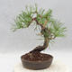 Outdoor bonsai - Pinus sylvestris - Scots pine - 2/5