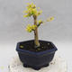 Indoor bonsai -Ligustrum Aurea - Bird's beak - 2/5