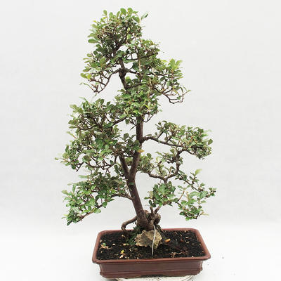 Indoor bonsai -Eleagnus - Hlošina - 2