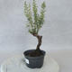 Outdoor bonsai - Satureja mountain - Satureja montana - 2/6
