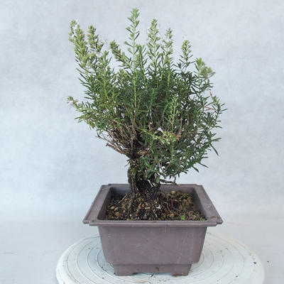 Outdoor bonsai - Satureja mountain - Satureja montana - 2