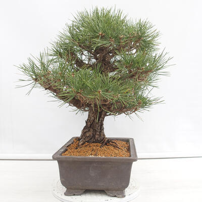 Outdoor bonsai - Pinus parviflora - White Pine - 2