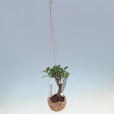 Kokedama in ceramics - small-leaved ficus - Ficus kimmen - 2