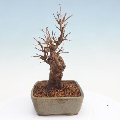 Outdoor bonsai - Buergerianum Maple - Burger Maple - 2