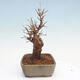 Outdoor bonsai - Buergerianum Maple - Burger Maple - 2/5