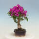 Outdoor bonsai - Pseudocydonia sinensis - Chinese quince - 2/7