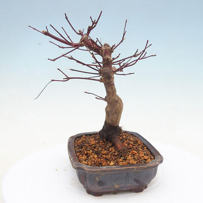 Outdoor bonsai - Maple palmatum DESHOJO - Japanese Maple - 2