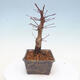 Outdoor bonsai - Maple palmatum DESHOJO - Japanese Maple - 2/6