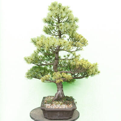 Outdoor bonsai - Pinus parviflora - Small-flowered pine - 2
