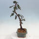 Outdoor bonsai - Cedrus Libani Brevifolia - Cedar green - 2/5