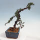 Outdoor bonsai - Cedrus Libani Brevifolia - Cedar green - 2/5