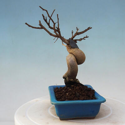 Outdoor bonsai - Carpinus Coreana - Korean hornbeam - 2