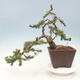 Outdoor bonsai - Pinus mugo - Pine Kneeling - 2/5