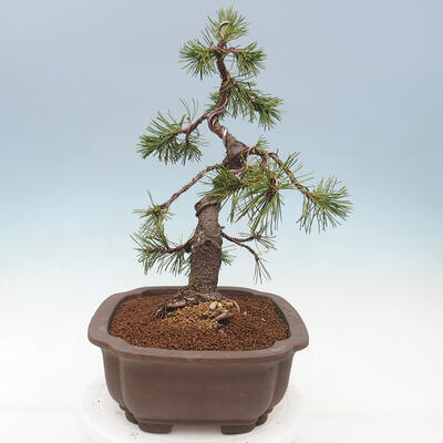 Outdoor bonsai - Pinus mugo - Pine Kneeling - 2