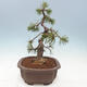 Outdoor bonsai - Pinus mugo - Pine Kneeling - 2/4