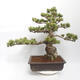 Outdoor bonsai - Pinus parviflora - White Pine - 2/5