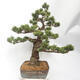 Outdoor bonsai - Pinus parviflora - White Pine - 2/5