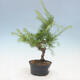 Outdoor bonsai -Larix decidua - Larch - 2/4