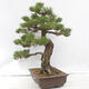 Outdoor bonsai - Pinus thunbergii - Thunberg pine - 2/5