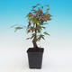 Outdoor bonsai - Acorn palm tree maple BENI THUNASA - 2/2