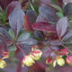 Outdoor bonsai - Berberis thunbergii Atropurpureum - Barberry VB2020-275 - 2/2