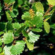 Outdoor bonsai - dwarf birch - Betula NANA VB2020-534 - 2/2