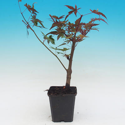 Outdoor bonsai - Acorn palm tree maple Deshojo - 2