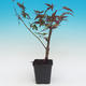 Outdoor bonsai - Acorn palm tree maple Deshojo - 2/2