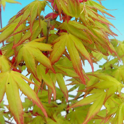 Outdoor bonsai - Maple dlanitolistý - 2