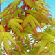 Outdoor bonsai - Maple dlanitolistý - 2/2
