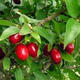 Outdoor bonsai - Dogwood - Cornus mas VB2020-515 - 2/2