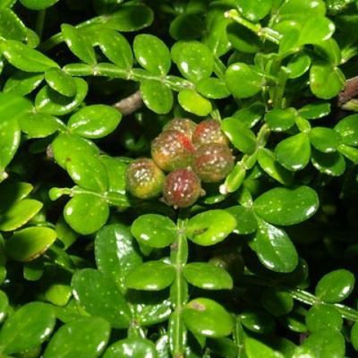 Indoor bonsai - Zantoxylum piperitum - Pepper tree - 2