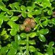 Indoor bonsai - Zantoxylum piperitum - peppercorn - 2/4