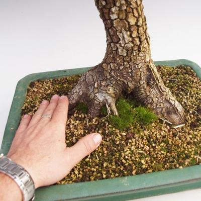 Outdoor bonsai -Javor cork VB40426 - 2
