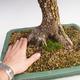 Outdoor bonsai -Javor cork VB40426 - 2/3