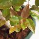 Room bonsai - Australian cherry - Eugenia uniflora - 2/3
