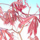 Outdoor bonsai - maple palmatum Trompenburg - red maple dlanitolistý - 2/3