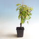 Outdoor bonsai-Acer palmatum Koto Maru - 2/4