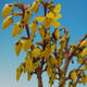 Outdoor bonsai - Zlatice - Forsythia intermedia Week End - 2/3