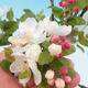 Outdoor bonsai - Malus Halliana - fruited apple - 2/4