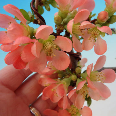 Outdoor bonsai - Japanese quince - 2