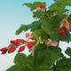 Outdoor bonsai - Blood Currant - Ribes sanguneum VB2020-780 - 2/2