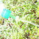 Bonsai sprinkler for PET bottle 10pcs, green - 2/4