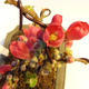 Outdoor bonsai - Chaneomeles japonica - Japanese quince - 2/4
