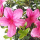 Outdoor bonsai - Rhododendron sp. - Pink azalea - 2/3
