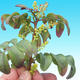 Indoor bonsai-Pistachios - 2/3