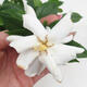 Room bonsai - Gardenia jasminoides-Gardenie - 2/2